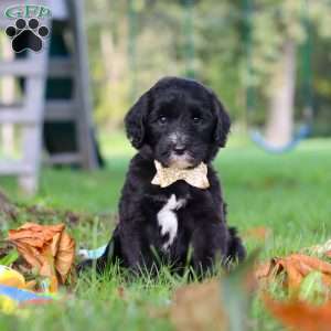 Theo, Sheepadoodle Puppy